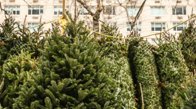 IKEA are giving out €15 vouchers when you buy a €30 Christmas tree