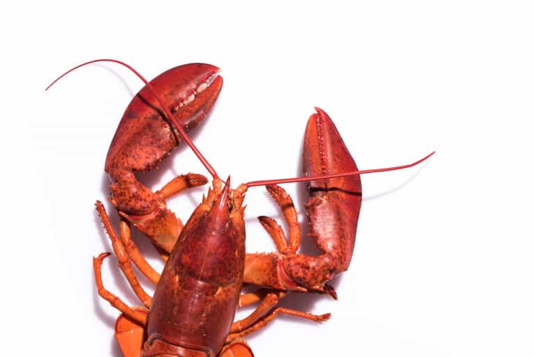 Boiling lobsters alive set to become illegal in UK