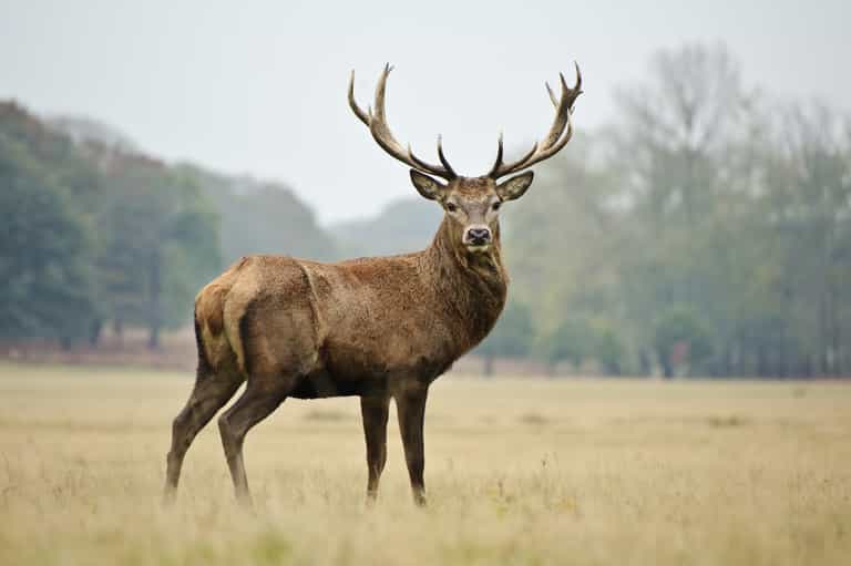 Woman hospitalised following stag attack in Co. Kerry