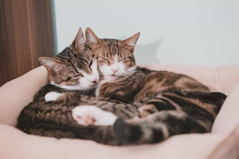 Two abandoned cats co-parent kittens after giving birth together Two abandoned cats co-parent kittens after giving birth together