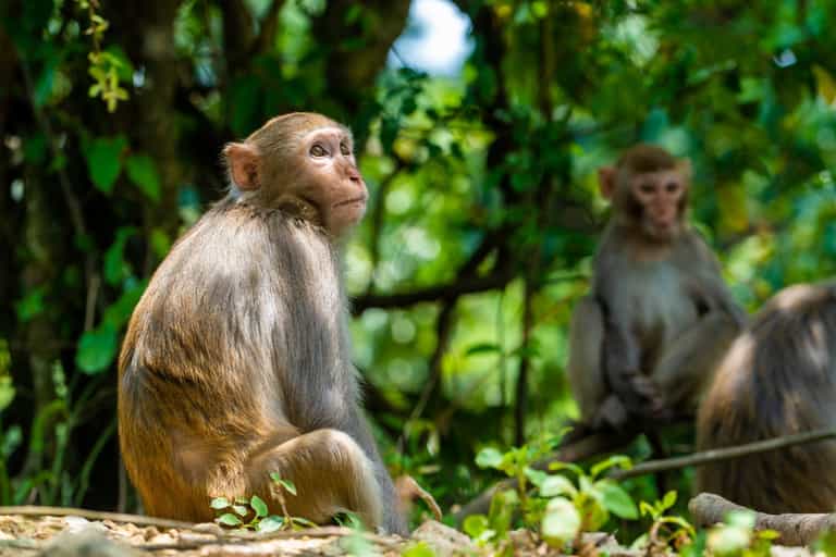 Elon Musk’s company faces animal cruelty claims over “invasive and deadly” monkey experiments