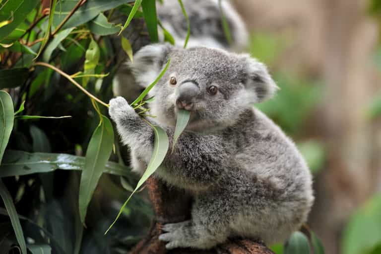 Australia officially classes koalas as an endangered species