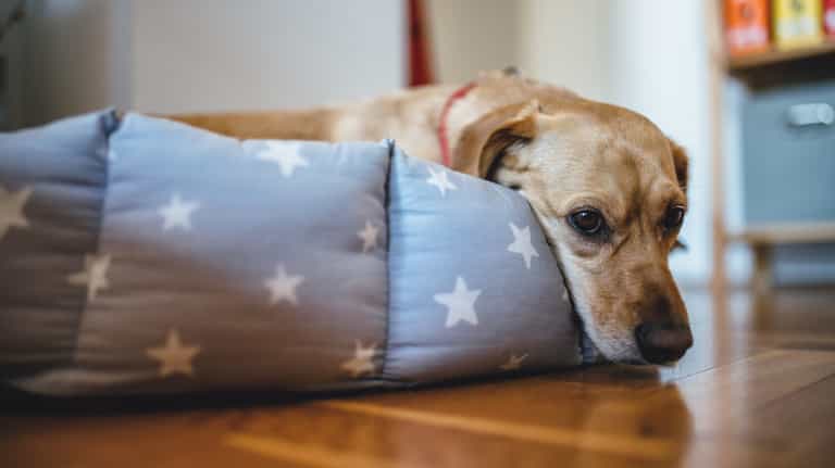 Requests to surrender dogs after Christmas increases by 73%