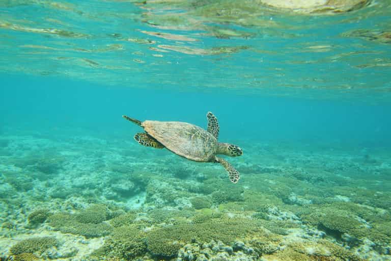 The Great Barrier Reef is suffering more “mass bleaching,” Australia says