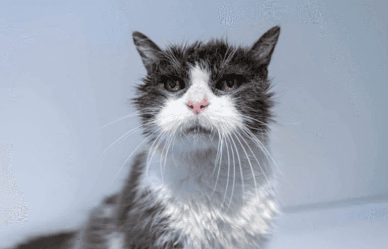 RSPCA finds home for the oldest cat they’ve cared for