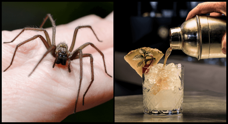 Spider in takeaway cocktail among thousands of complaints received by FSAI last year Spider in takeaway cocktail among thousands of complaints received by FSAI last year
