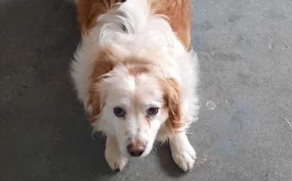 Irish charity makes emergency plea for foster homes as 14 dogs “on death row”