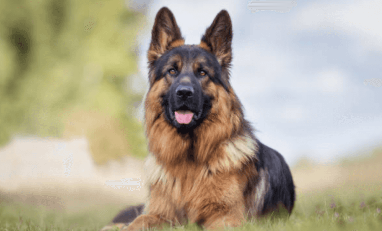 Father whose dog mauled 12 day old baby to death jailed for 4 years