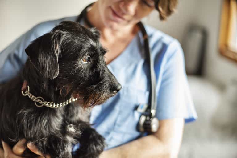 Irish dog owners warned as first cases of ‘Alabama rot’ arrive in UK