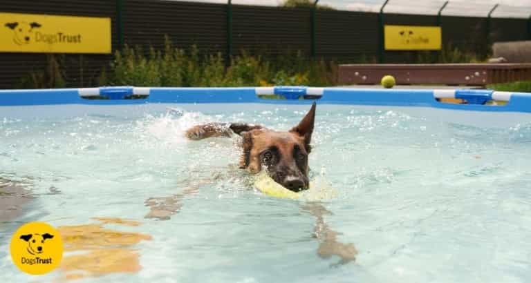 Dogs Trust issue warning as temperatures rise Dogs Trust issue warning as temperatures rise