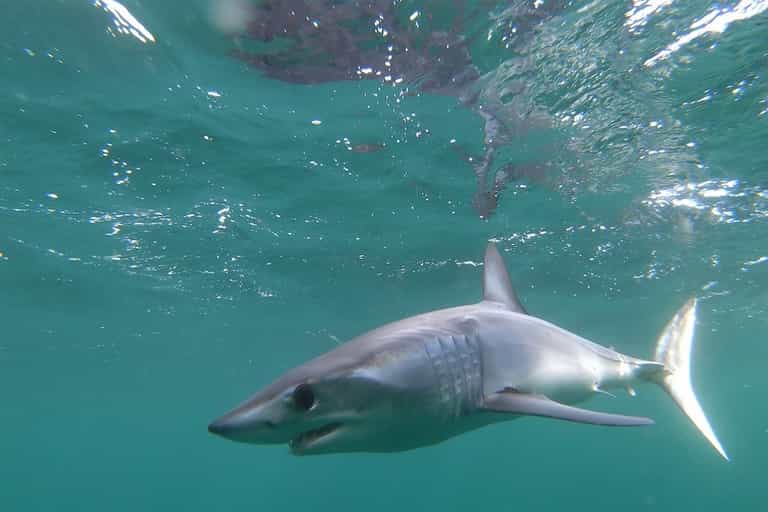 Two women killed in shark attacks near popular tourist beach in Egypt