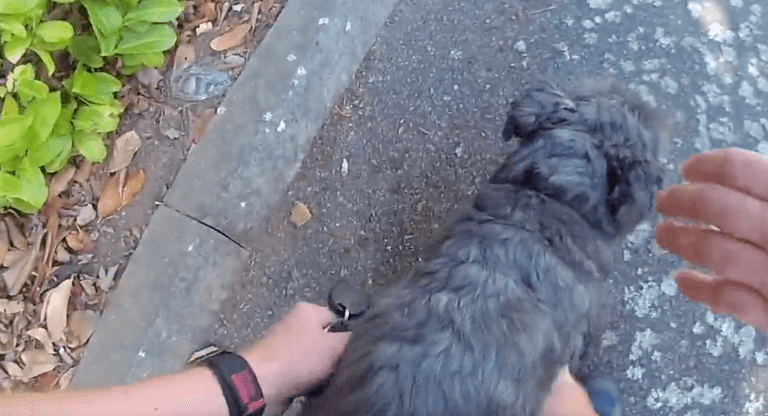Police footage shows dog being rescued from overheated car Police footage shows dog being rescued from overheated car