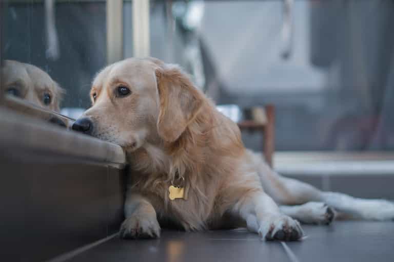 Galway dog charity sees surge in owners surrendering dogs