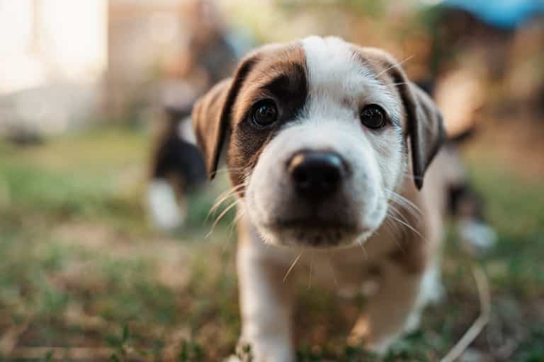 Dogs Trust call for tougher punishments for puppy farmers