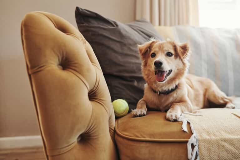 Dogs Trust sees massive increase in dog surrender requests Dogs Trust sees massive increase in dog surrender requests