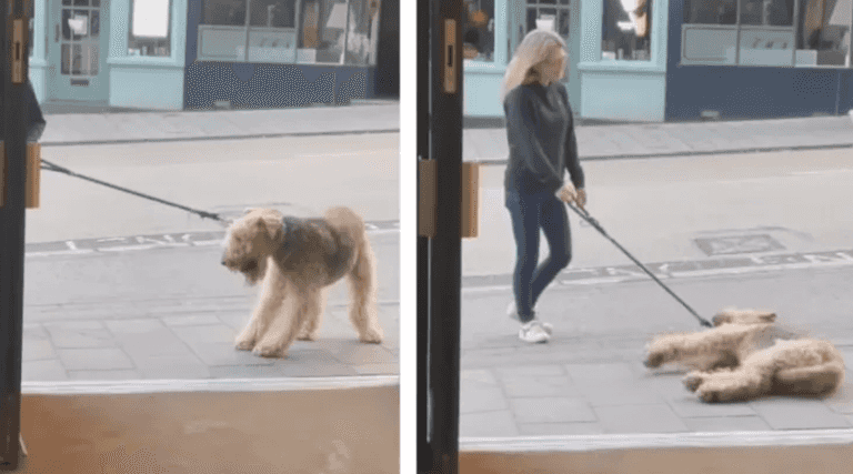 Dog goes viral after refusing to walk past pub without going in