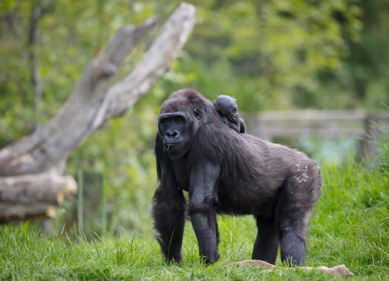 Dublin Zoo is offering all September visitors a chance to win a lifetime pass