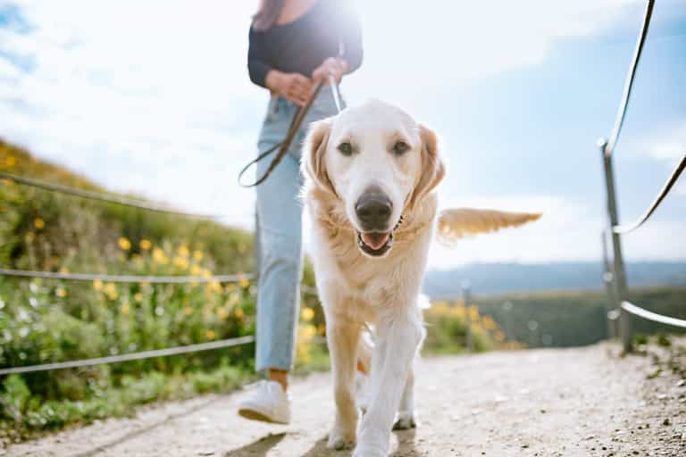 Dublin dog owners are being warned of ‘fake dog warden’ scam