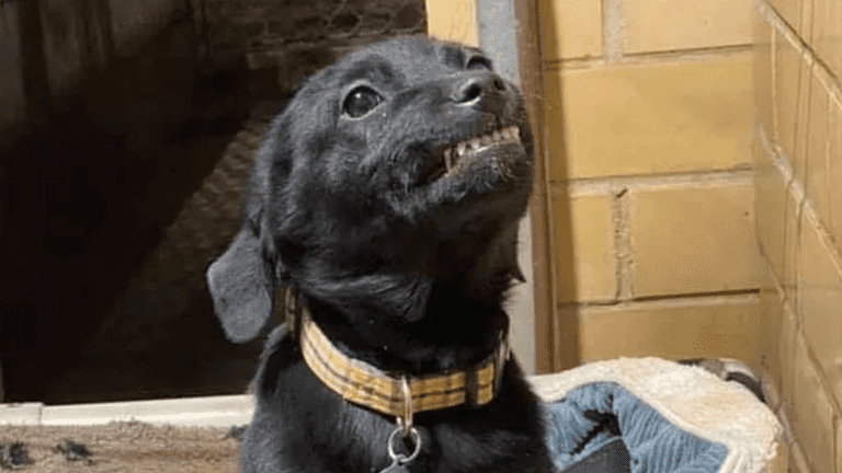 Puppy smiles at everyone who visits shelter in hope someone will adopt him Puppy smiles at everyone who visits shelter in hope someone will adopt him