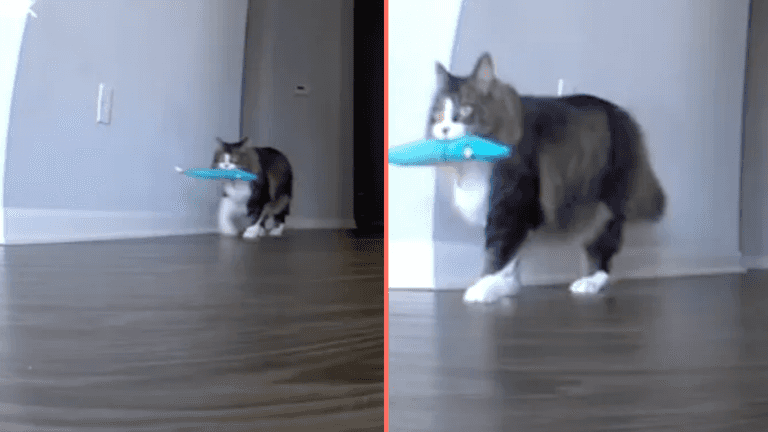 Cat owner almost comes back from holiday after pet cam shows heartbreaking footage Cat owner almost comes back from holiday after pet cam shows heartbreaking footage