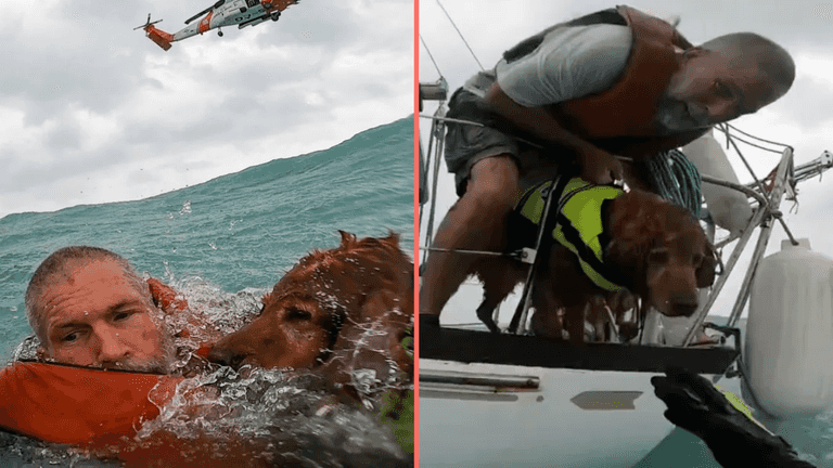 Sailor caught in hurricane shares heartbreaking message he told his dog as they sank