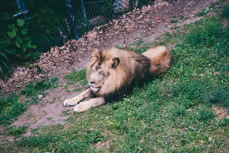 Zookeeper eaten alive after filming himself with escaped lions ‘to impress girlfriend’