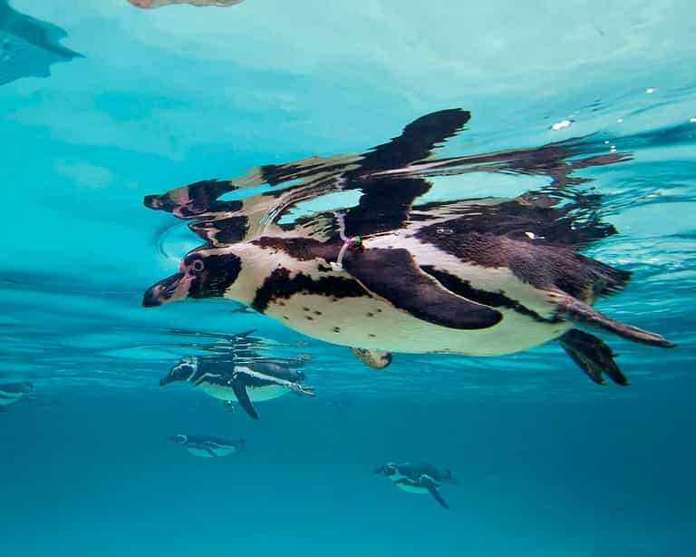Gay penguin couple raise chick after it gets rejected by its parents