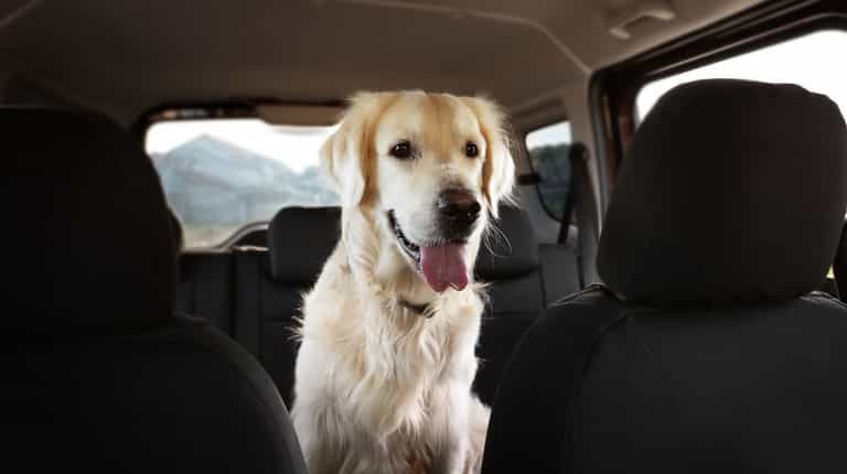 ‘Incredible’ spot cleaner that’s ‘life saver’ for people with pets gets huge discount