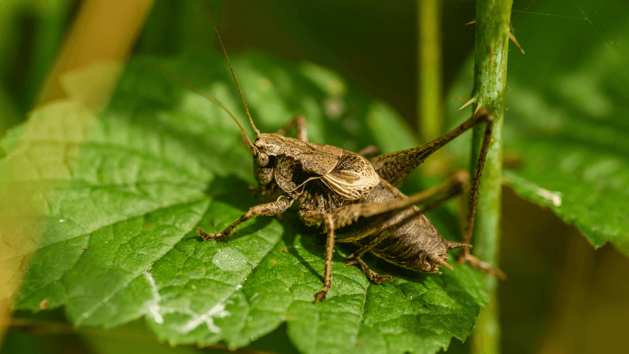 Why the trend of eating insects is not dead yet – and could see a revival