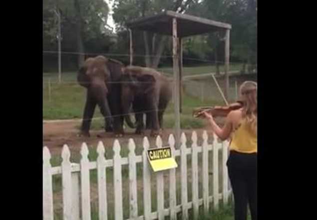 In Need Of A Monday Pick-Me-Up? These Elephants Dancing To Violin Playing Will Make Your Day