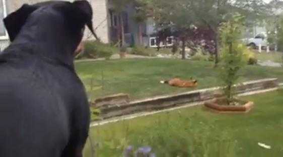 VIDEO – This Dog Is REALLY Not Happy About The Fox In The Front Garden Playing With His Toys