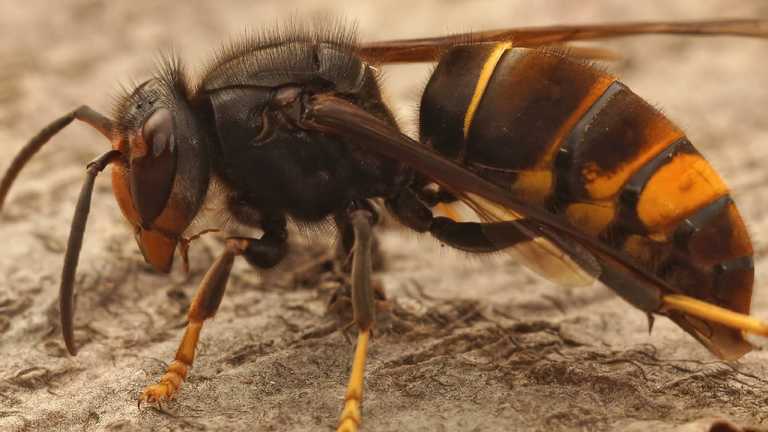 Biosecurity alert issued for Ireland after Asian hornets found