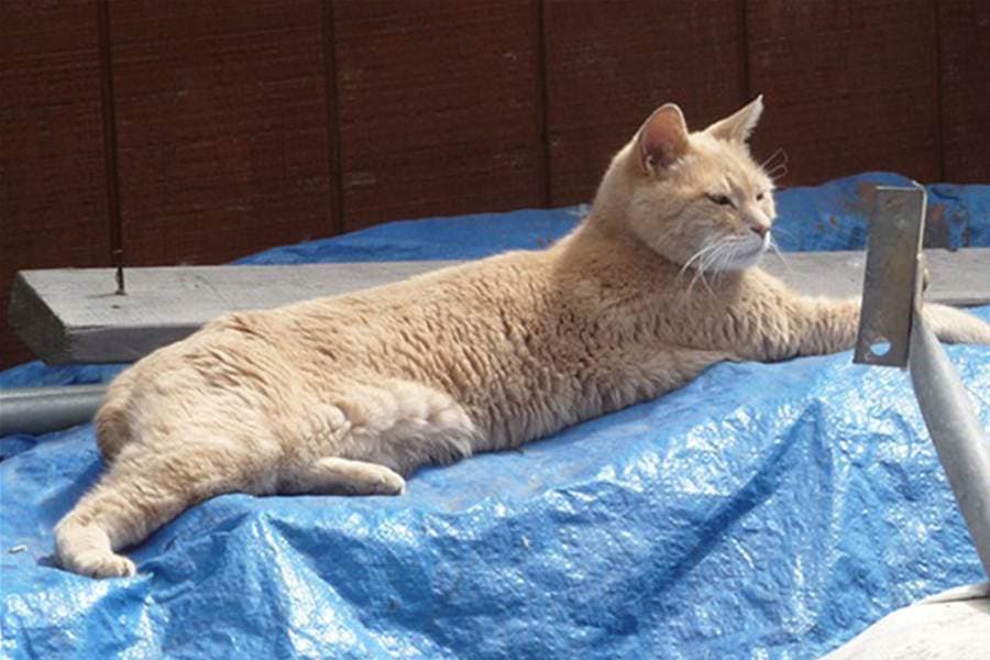 This Mayor is Feline Fine: Locals Vote Cat into Office