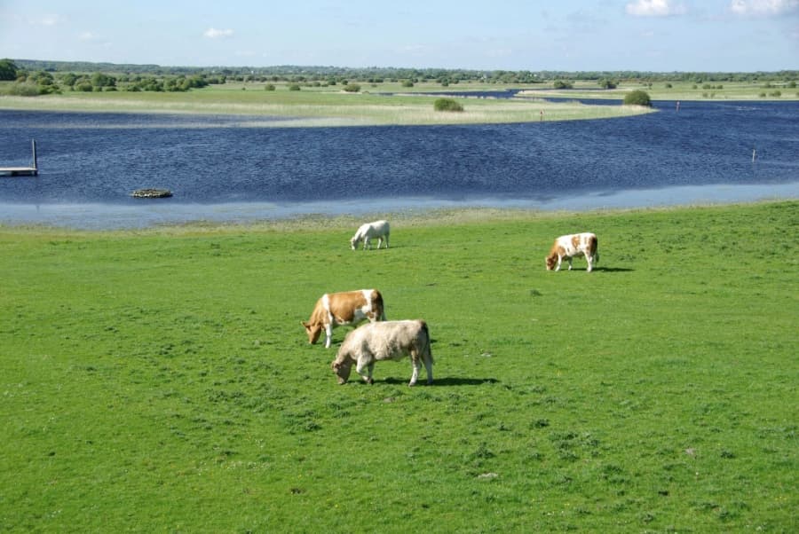 It Looks Offaly Nice – Londoners Head for Ireland to Escape the Olympics