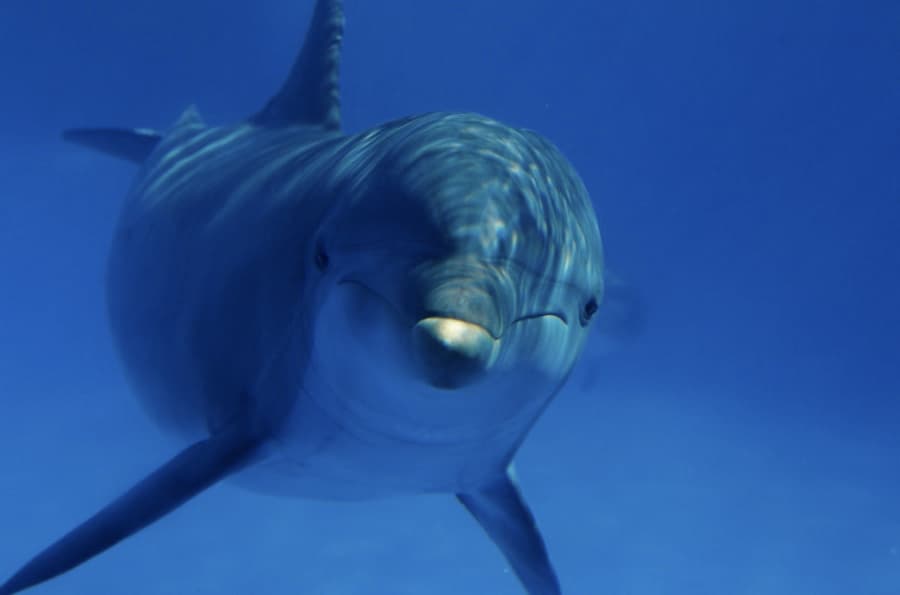 Five Swimmers Rescued From Aggressive Dolphin in Salthill
