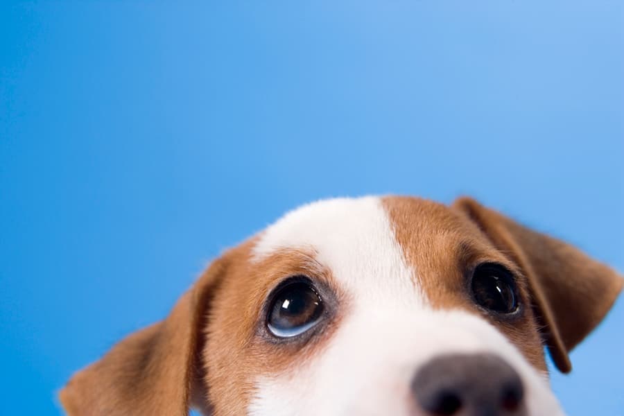 Sneaky Dog Has an Impressive Way of Stealing Food From His Owner…