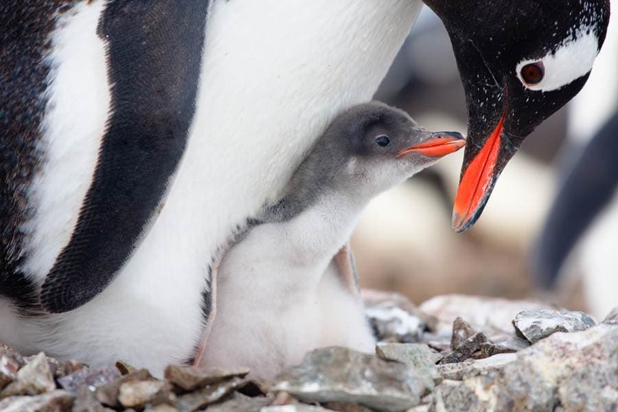 P-p-pick up a Penguin? Better Not – We Stress Them Out, Apparently