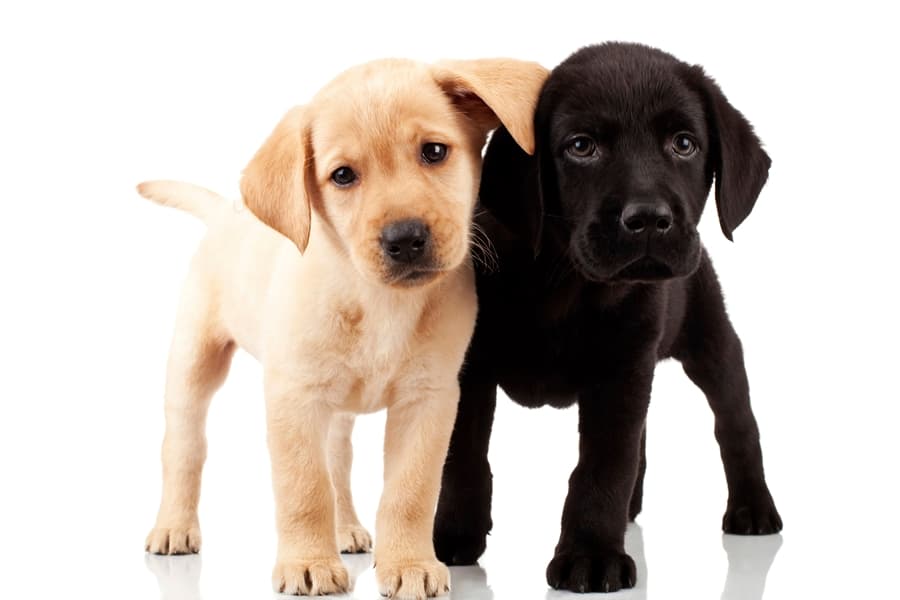 The New Reality-TV Show With Bite: Are You Ready For Top Dog Model?