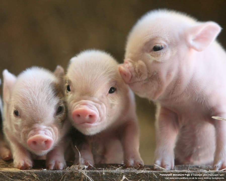 Ireland Is Packed with Pudgy Pigs As The Population of the Livestock Rises
