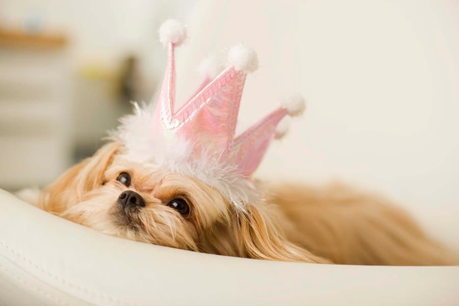 The Latest Blog Mania Is All About The Canines