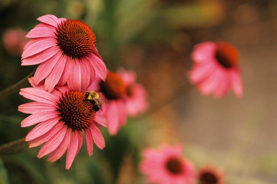 The New Alternative to Botox… Bee Venom