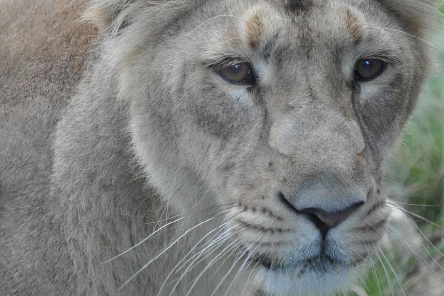 Get Ready to “Ooh” and “Aah” at Our Snaps From Dublin Zoo!