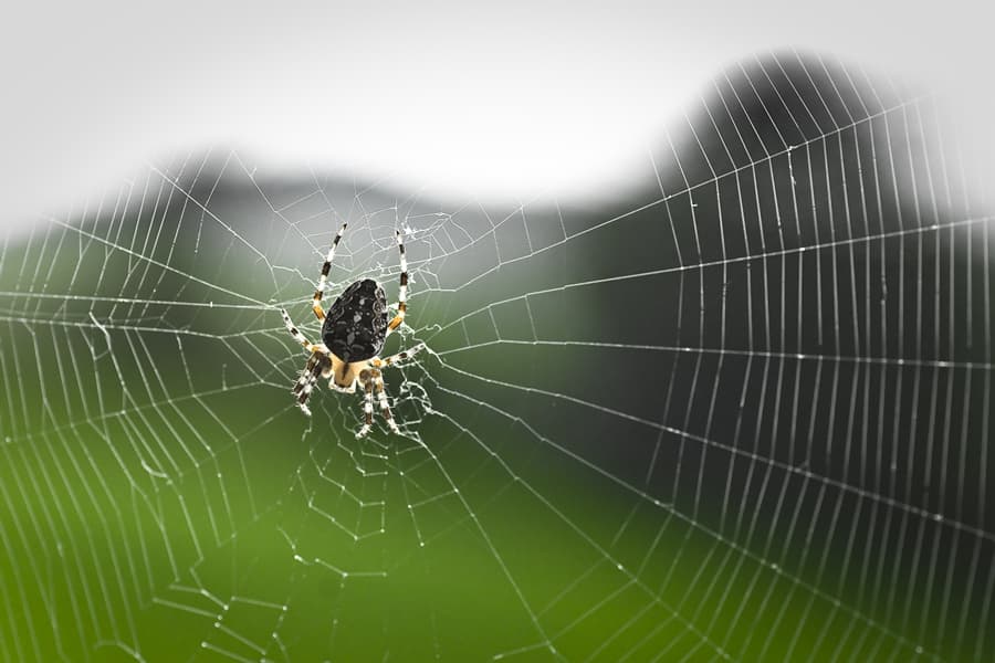 Creepy or What? Ireland is in the Middle of a Giant Spider Invasion!