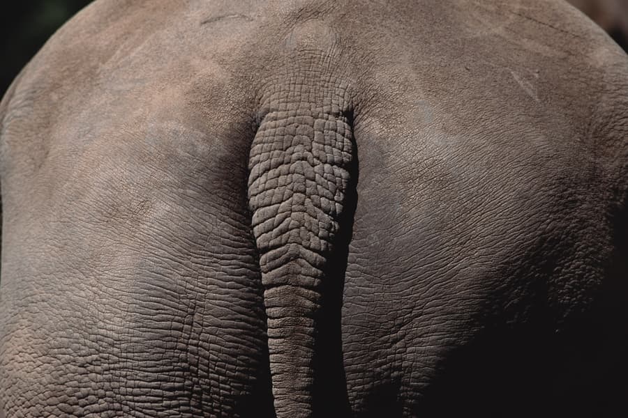 Junk in The Trunk: Is Your Desk Job Making Your Backside Bigger? It Could Be…