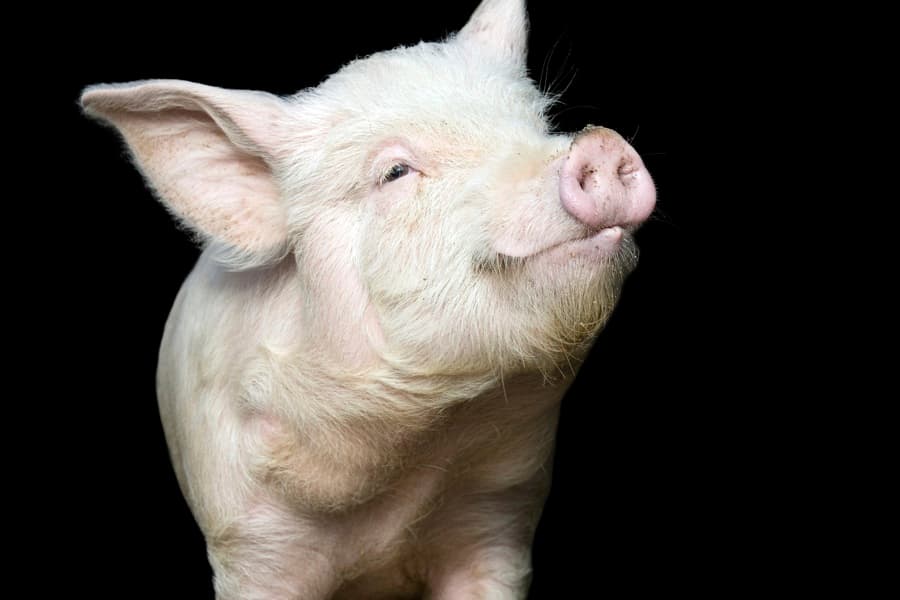 What A Pig. Brave Hog Saves Trapped Goat – Cuteness Overload…