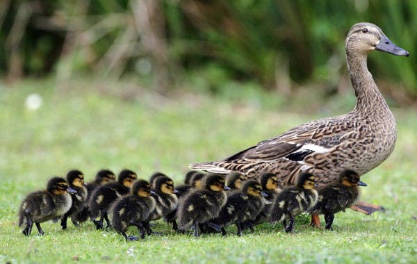 Bring on the Awwws and Check Out These Adorable Animals with Their Babies