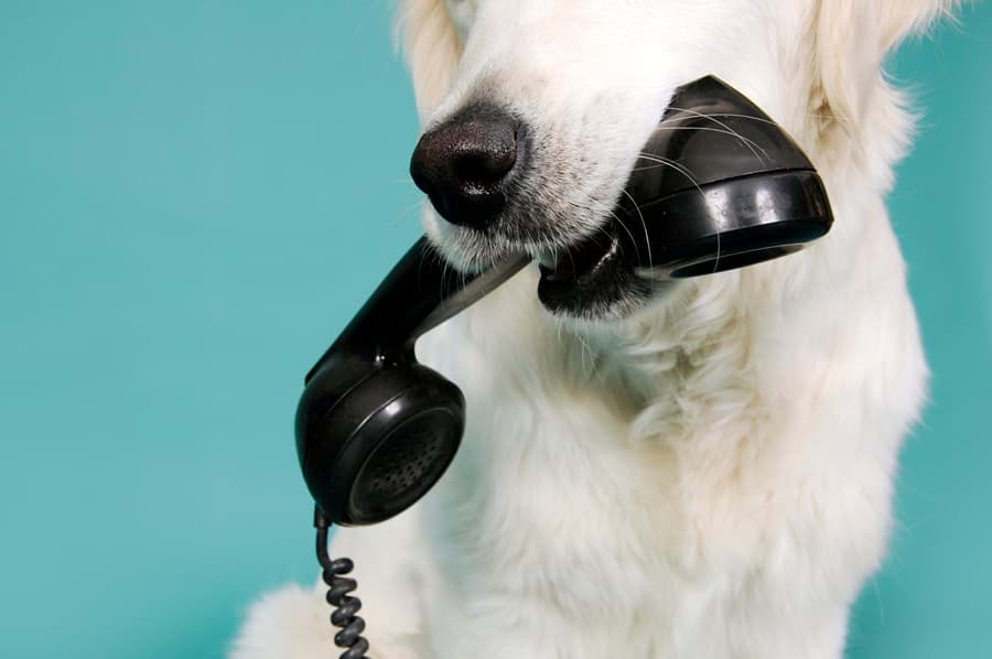 Redial Gone Wrong: Man Thinks His House is Being Burgled After His Dog Decides to Give Him a Ring…