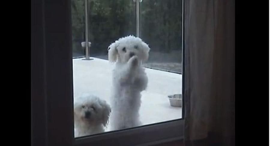 VIDEO: Cute, Talking Puppies – Who Could Resist?!
