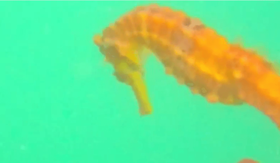 What A Beauty: Researchers Caught This Little Colourful Guy On Camera For The First Time Ever
