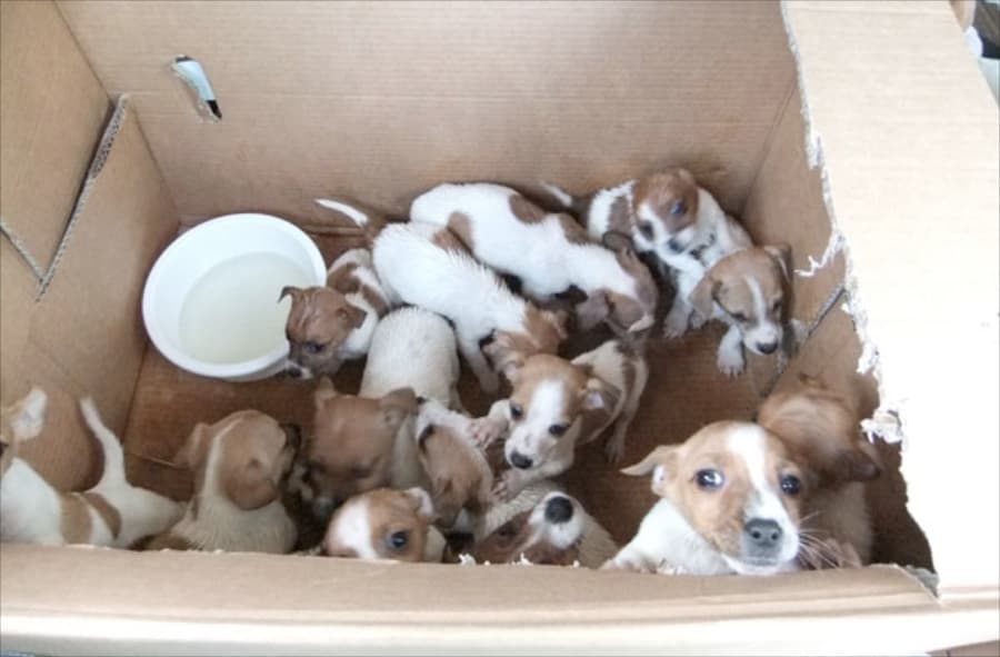DSPCA Comes To The Rescue of Fifty Adorable Black Market Puppies